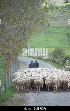 Francia, Languedoc-Roussillon, Lozere, Hures-la-Parade, gregge di pecore su strada di campagna Foto Stock