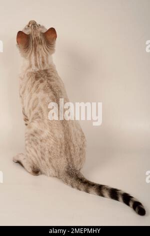 Snow Bengala gattino seduti, vista posteriore Foto Stock