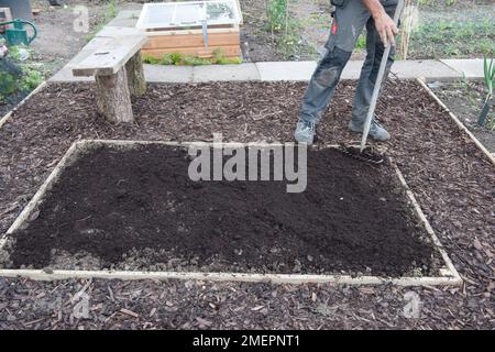 Uomo che rastrellano suolo in letto sollevato su allotment Foto Stock