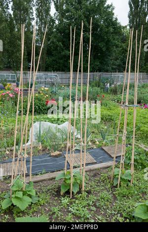 Canne di bambù che sostengono piante vegetali su allettamento Foto Stock