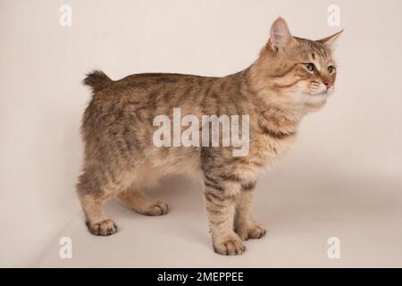 Pixiebob cat Foto Stock