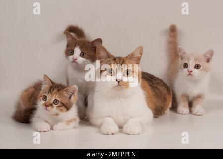 Tortie Shorthair inglese e gatto femmina bianco con tortie e gattino bianco, e gattini bicolore al cioccolato e crema Foto Stock