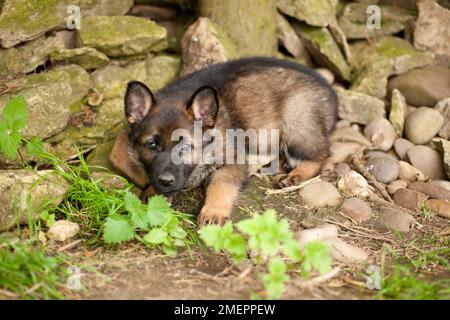 Pastore Tedesco cucciolo Foto Stock