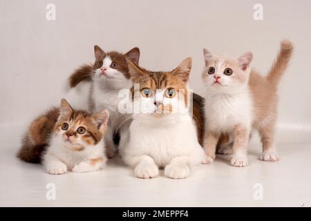 Tortie Shorthair inglese e gatto femmina bianco con tortie e gattino bianco, e gattini bicolore al cioccolato e crema Foto Stock