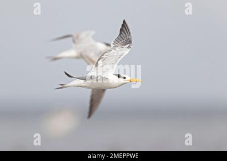 Una terna reale (Thalasseus maximus) in volo sulla costa. Foto Stock