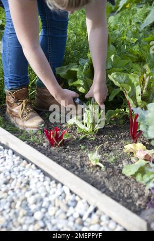 Biologico Rainbox Mix Semi Di Bietola 3 G