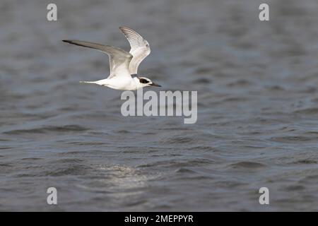 Una terna di Forster (Sterna forsteri) che sorvola la costa. Foto Stock