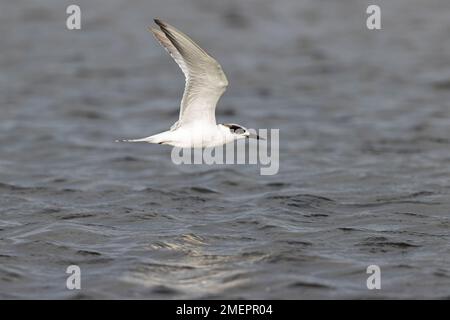 Una terna di Forster (Sterna forsteri) che sorvola la costa. Foto Stock