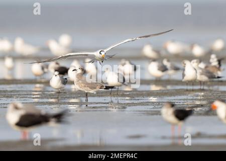 Una terna reale (Thalasseus maximus) in volo sulla costa. Foto Stock