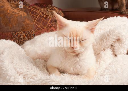 Cream Point si-Rex Devon Rex gatto con gli occhi chiusi sdraiato su coperta sul divano Foto Stock