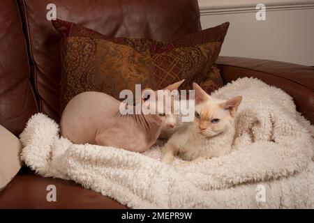 Gatto Sphynx e Cream Point si-Rex gatto Devon Rex con occhi blu giacente su coperta su divano su coperta su divano in pelle Foto Stock