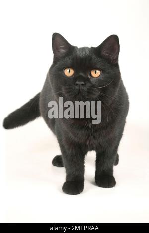 British Shorthair-Self Cat Foto Stock