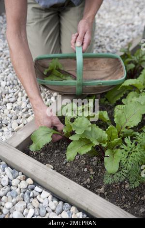 Barbabietola, Bolthardy, foglie di insalata, cut-and-come-again, giovani pianta, piante giovani, vegetali, raccolti di radice, letto vegetale, piantine di carote, abbraccia, raccogliendo, mani Foto Stock