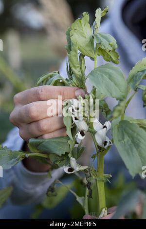 Tendendo alla pianta 'Jubilee Hysor' di Broad Bean Foto Stock