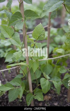 Fagioli corridori, Phaseolus coccineus, piante che crescono su e intorno canne di bambù Foto Stock