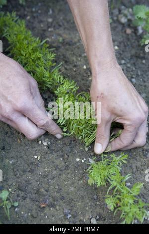 Diradamento verso l'esterno Carrot 'Nantes Early' giovani pianta Foto Stock