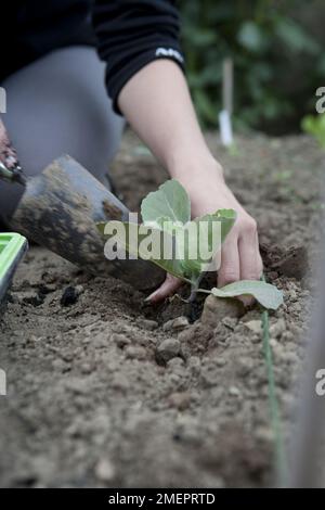 Cavolo, Brassica oleracea, Derby Day, giovane pianta in fase di piantatura in giardino Foto Stock