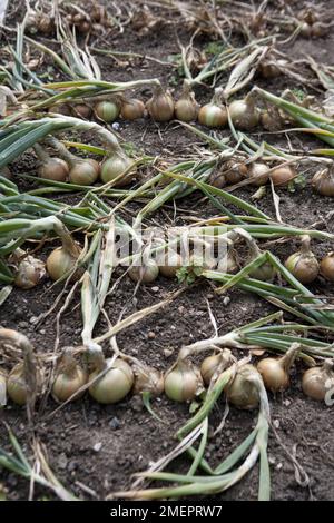 Cipolla, Allium cepa, cipolle che asciugano in orto Foto Stock