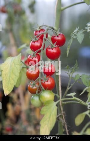 Pomodoro ciliegia, Solanum lycopersicum var. cerasiforme, pomodori maturi sulla vite Foto Stock