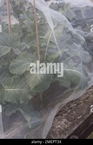 Brussel Sprout, Brassica oleracea, Gemmifera gruppo, che copre il raccolto con rete di protezione dagli insetti Foto Stock