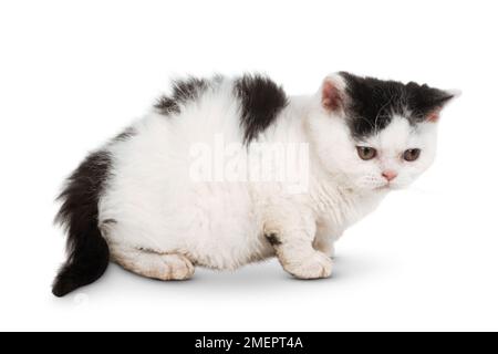 Selkirk Rex gattino Foto Stock