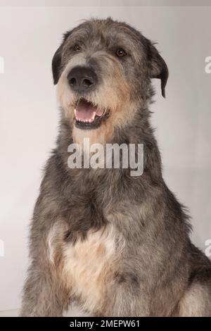 Irish Wolfhound, 21-mese-vecchio cane maschio, brindle Foto Stock