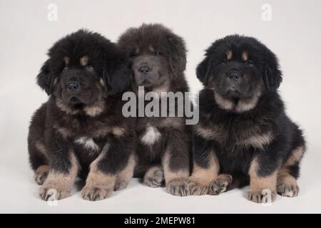 Cuccioli tibetani mastiff, neri e tan, grigi e tan, di 8 settimane Foto Stock