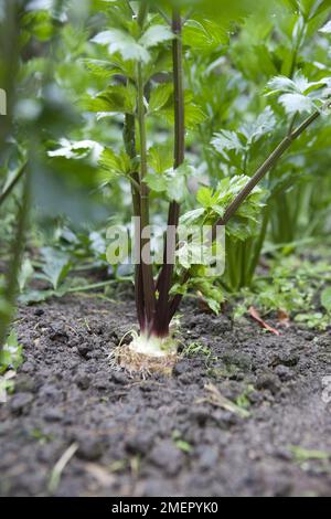 Sedano, Apium graveolens var. Rapaceum, Monarch, gambo vegetale giovane che sviluppa Foto Stock