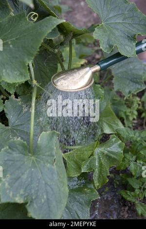 Cetriolo, Cucumis sativus, Tiffany, cetriolo, verdure, fertilizzando e annaffiando pianta matura usando annaffiatura lattina Foto Stock