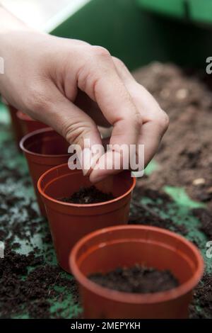 Kale, Brassica oleracea, Starbor, raccolto di foglie, seminando semi in pentole piccole di composto Foto Stock