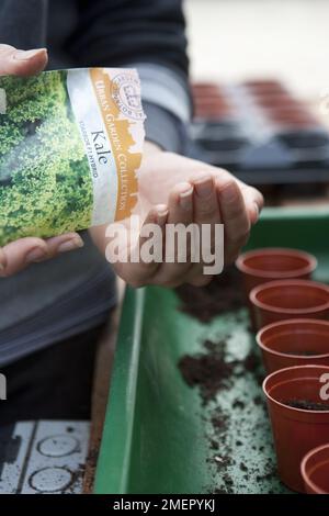 Kale, Brassica oleracea, Starbor, foglia raccolto, svuotamento pacchetto di semi in palmo di mano Foto Stock