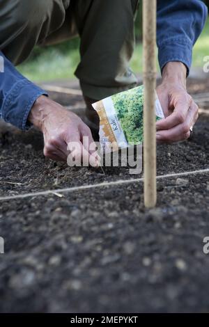 Kale, Brassica oleracea, Starbor, foglie, seminando i semi direttamente nel letto vegetale Foto Stock