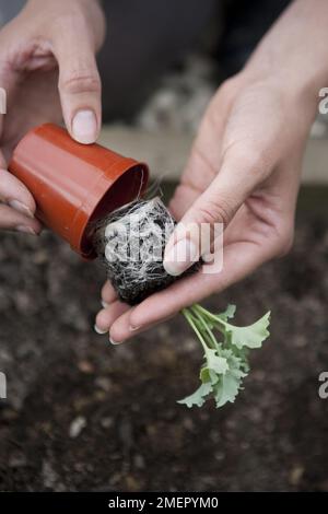 Kale, Brassica oleracea, Starbor, foglie di raccolto, rimuovendo la semina da pentola piccola Foto Stock