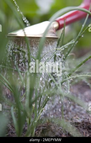 Cipolla primaverile, Lisbona bianca, cipolle da insalata, raccolto di allio, annaffiatura di piantine con annaffiatoio Foto Stock