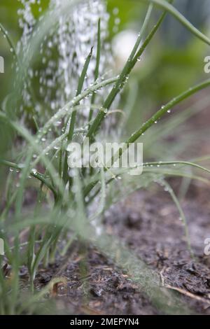 Cipolla primaverile, Lisbona bianca, cipolle da insalata, raccolto di allio, annaffiatura di piantine con annaffiatoio Foto Stock