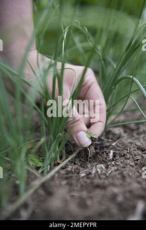 Cipolla primaverile, Lisbona bianca, cipolle da insalata, raccolto di allio, ereditando a mano intorno ai giovani pianta Foto Stock