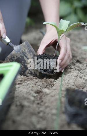 Cavolo, Tarvoy, cavolo d'inverno, cavolo di savoia, brassica, piantando piante giovani in letto vegetale Foto Stock