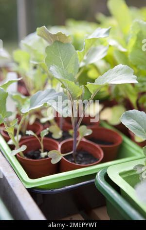 Calabrese, Fiesta, Brassica, broccoli, piante giovani che si indurisce in pentole Foto Stock