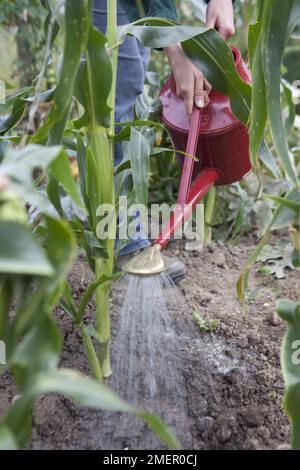 Granturco dolce, Extra dolce settentrionale, raccolto fruttato, verdura estiva che è acqua utilizzando un annaffiatoio Foto Stock