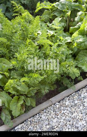 Carota, Nantes precoce, ortaggi che crescono in letto vegetale Foto Stock