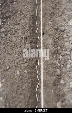 Scorzonera, radice di raccolto, vegetale, seminando semi direttamente nel terreno Foto Stock