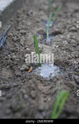 Porro, Musselburgh migliorato, raccolto di allio, piantando fuori giovani pianta nel terreno Foto Stock