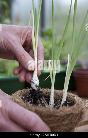 Cipolla primaverile, Lisbona bianca, cipolle da insalata, raccolto di allio, raccolto da una pentola sul davanzale Foto Stock