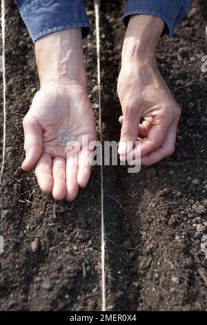 Lattuga, Lollo Rosso, insalata, semi che seminano direttamente nel terreno Foto Stock