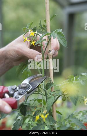 Pomodoro "Gardeners Delight", frutticoltura, coltivazione di piante, coltivazione sotto copertura, formazione, sostegno, cordone, sostegno verticale, canna, pizzicando fuori, sosta, fiore di pomodoro, secateurs Foto Stock