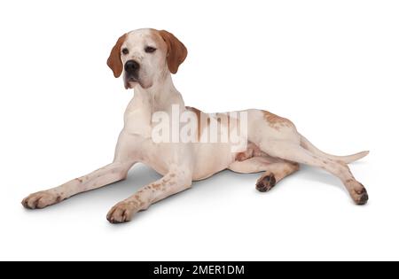 Arancione e bianco puntatore inglese cane, 5-anno-vecchio maschio Foto Stock