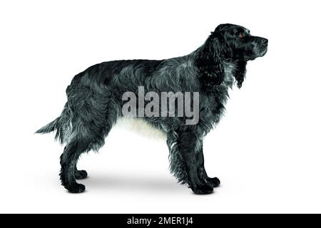 Blu Piccardia Spaniel, in piedi, vista laterale Foto Stock