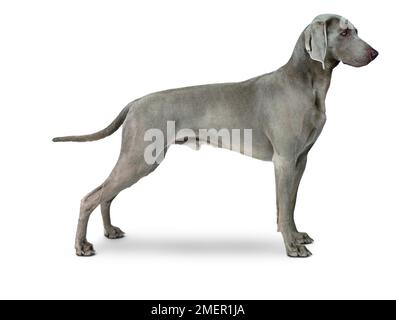 Weimaraner maschio, in piedi, vista laterale Foto Stock