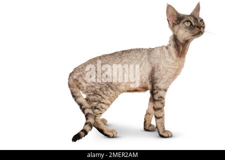 Gatto ribattito Devon Rex, in piedi, vista laterale Foto Stock