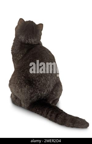 British Shorthair-Self Cat Foto Stock